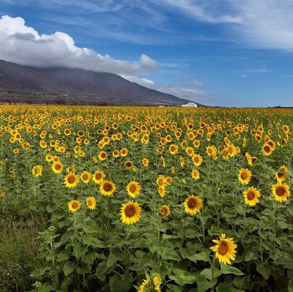 Organic...Understanding the Organic Label and Why Honua does not use it. - Honua Hawaiian Skincare