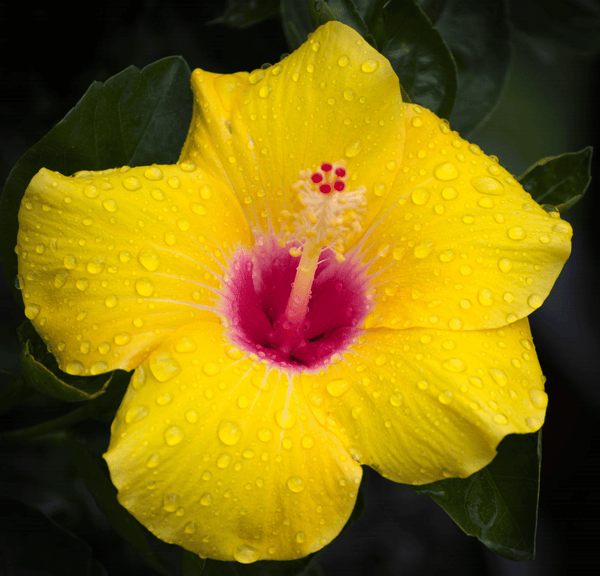 Ingredient Spotlight: Hibiscus - Honua Hawaiian Skincare