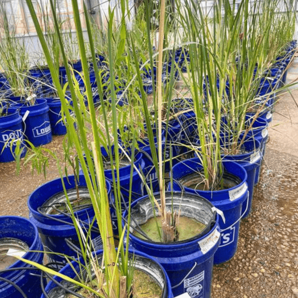 Coastal Restoration Using Glass - Honua Hawaiian Skincare