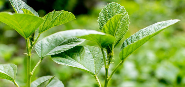 Let's Talk About Bakuchiol - Honua Hawaiian Skincare